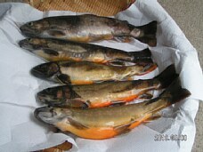 iwana1.jpg